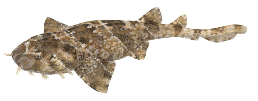 Ornate Wobbegong,Orectolobus ornatus, fish illustration by roger swainston,dorsal view.