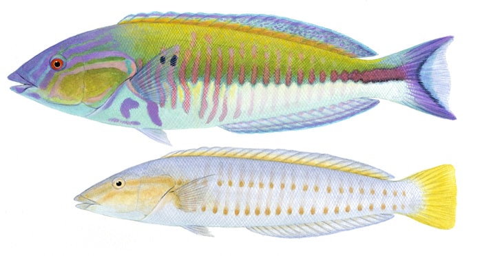 Pale Slender Wrasse, Male and Female - Original