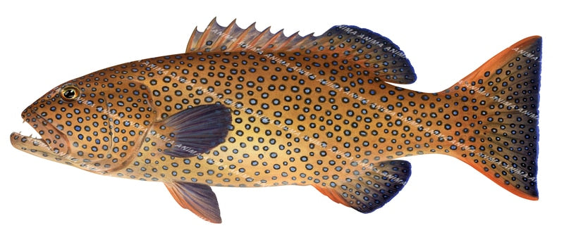 Passionfruit Coral Trout-Print