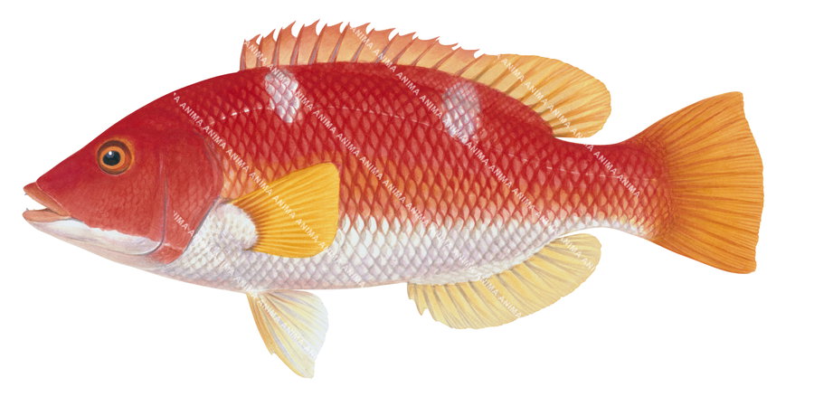 Fine Art print of the Yellowfin Pigfish by roger swainston