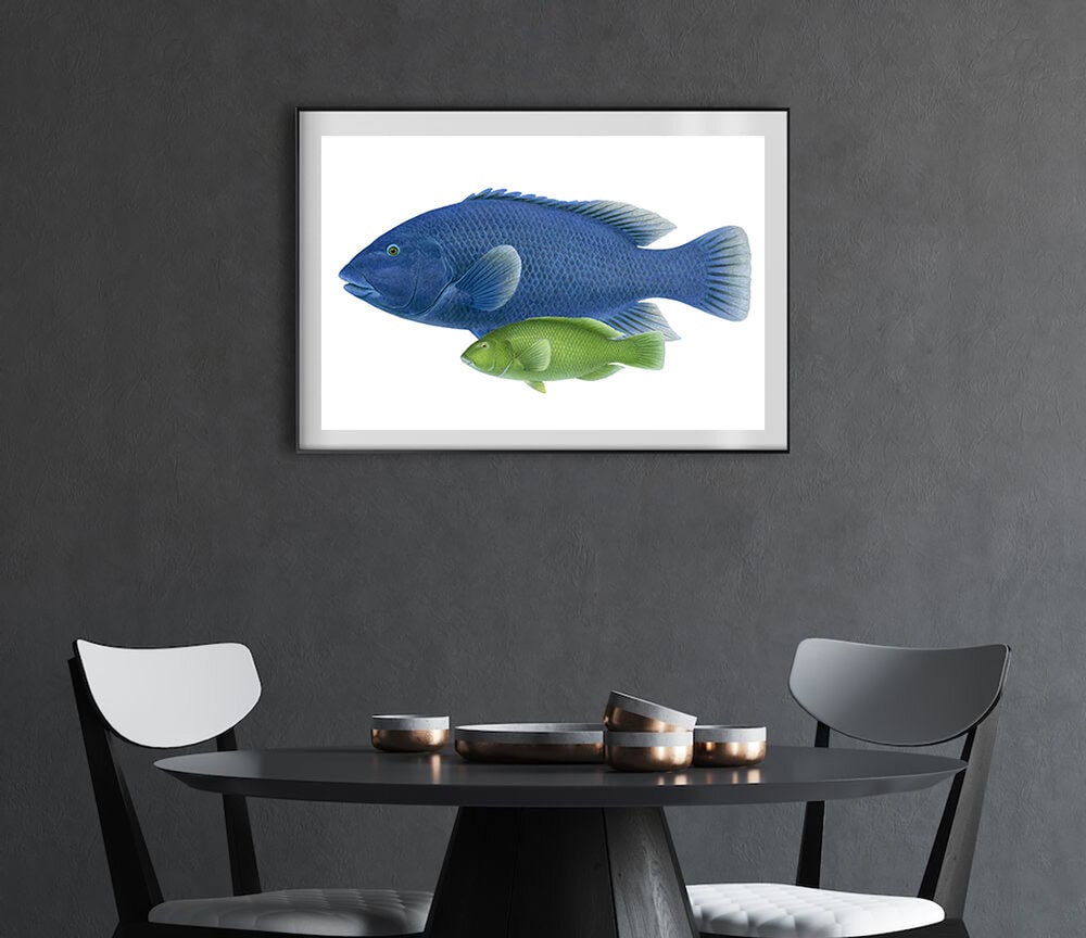 A framed wall art print featuring two Blue Groper, one blue adult and one green juvenile, displayed above a dark round dining table in a modern gray room.