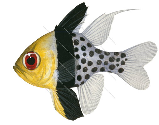 Museum quality beautiful print of the Pyjama Cardinalfish by Roger Swainston