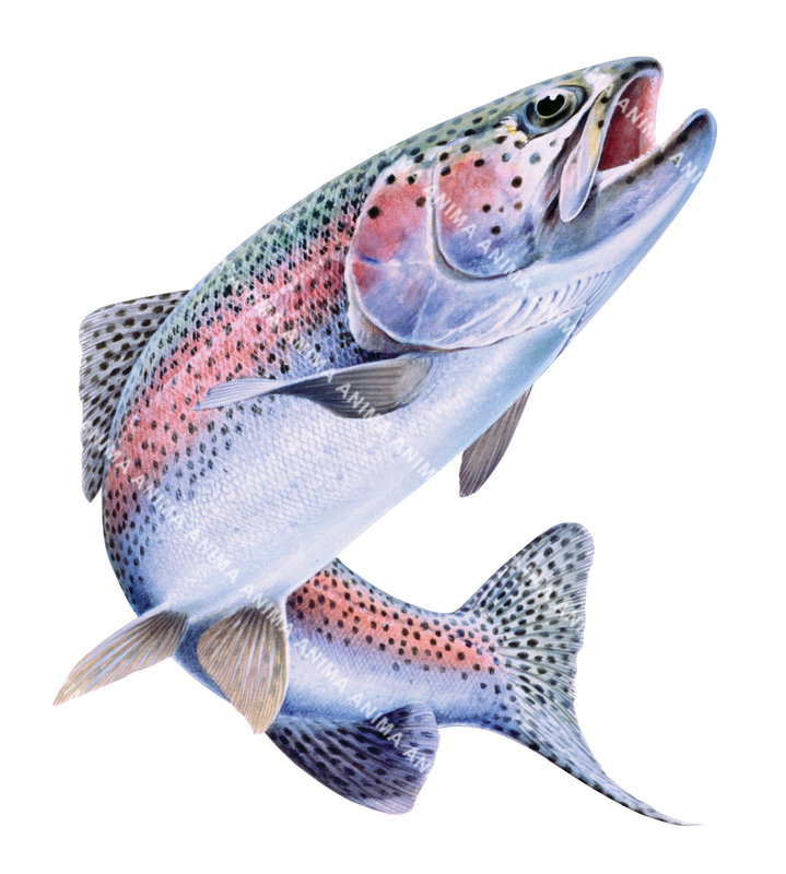 A realistic illustration of a Jumping Rainbow Trout,Oncorhynchus mykiss on white background, alive position, colourful.