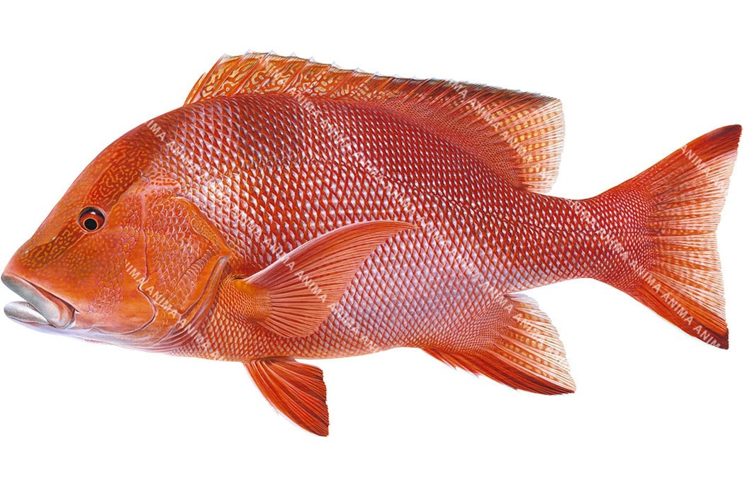 An accurate illustration of the Red Snapper on white background, side view.