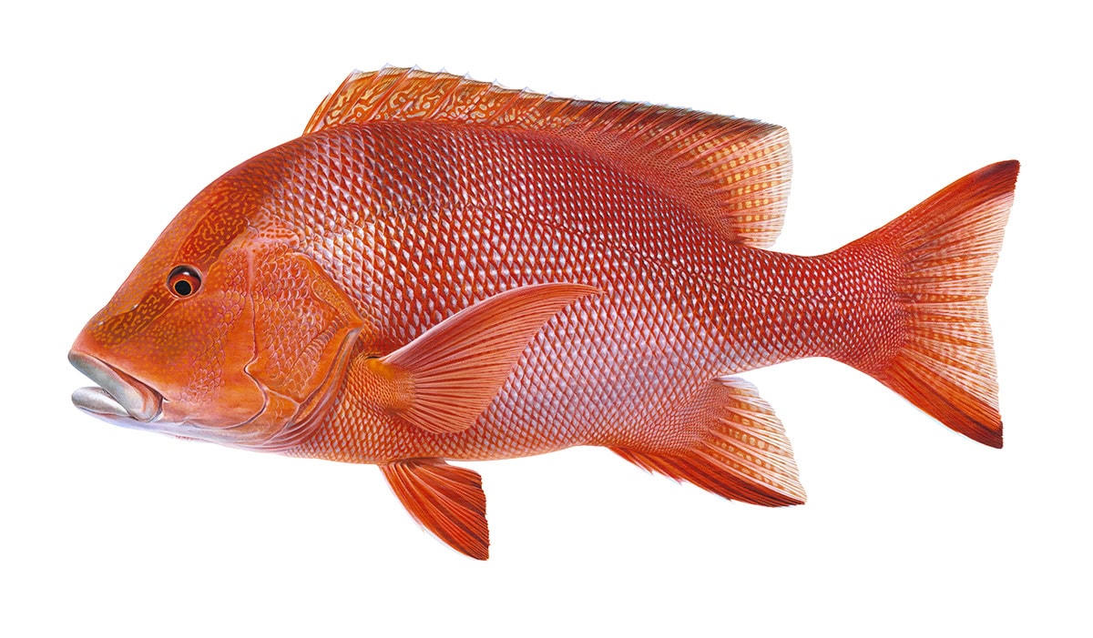 Illustration detailed of a Red Emperor on white background and side view.