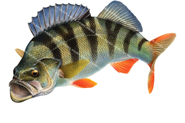 Fine Art print of the Redfin Perch on Archival paper, signed by Roger Swainston