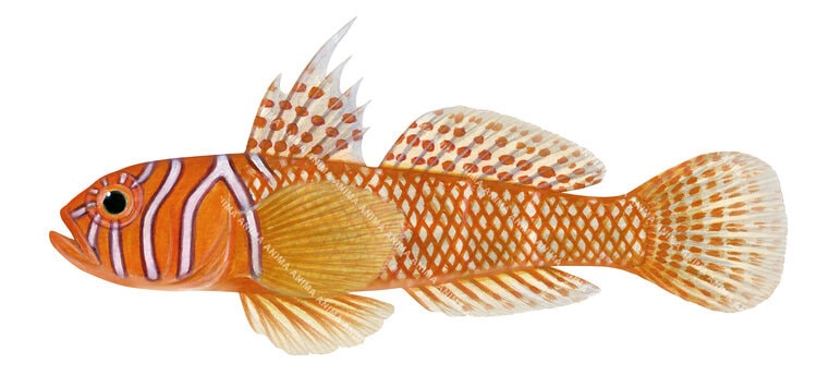 A detailed illustration of a Threadfin Reefgoby, featuring a colourful fish with orange body and white stripes on a white background.