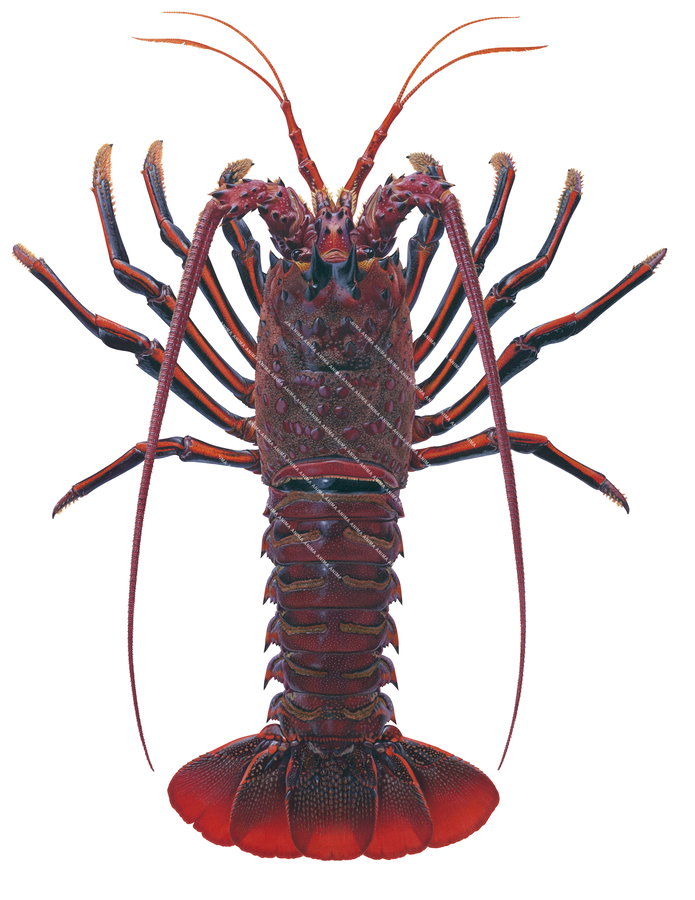 Exceptional Fine Art print of the Californian Rock Lobster 