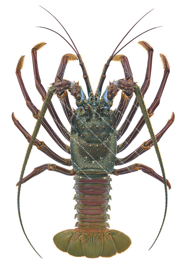 Museum quality print of the Doublespined Rock Lobster Panulirus penicillatus, exceptional portrait by Roger Swainston