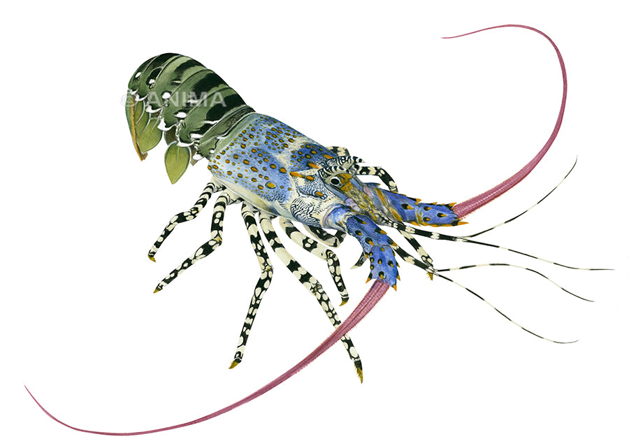 Fine Art print of the Ornate Rock Lobster, alive position signed by Roger Swainston