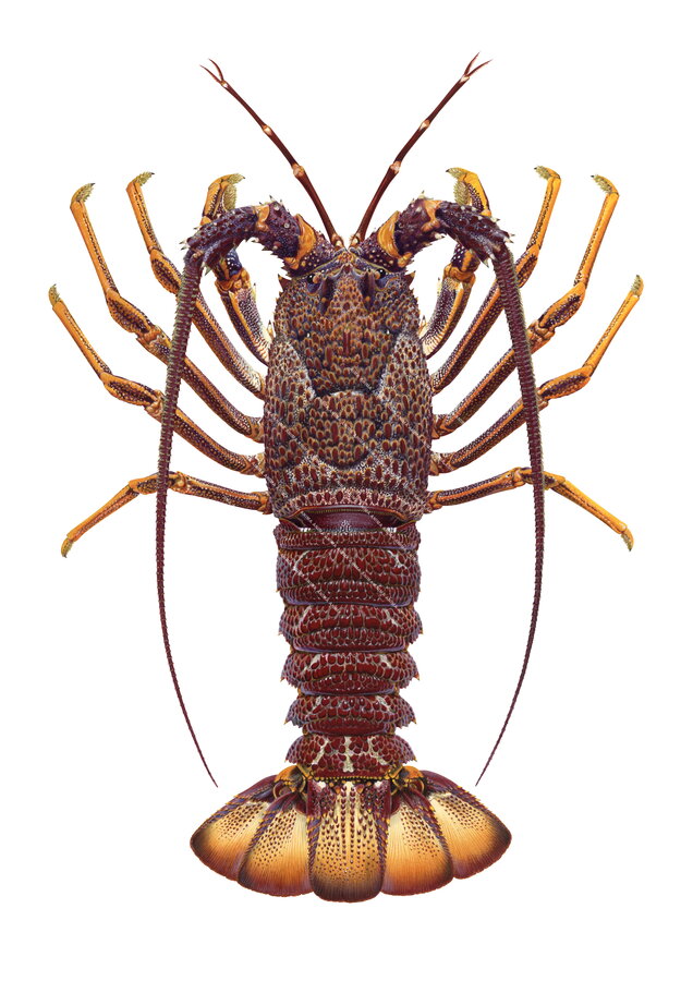 Stunning Fine Art print of the Dark brown Southern Rock Lobster on Archival paper by Roger Swainston