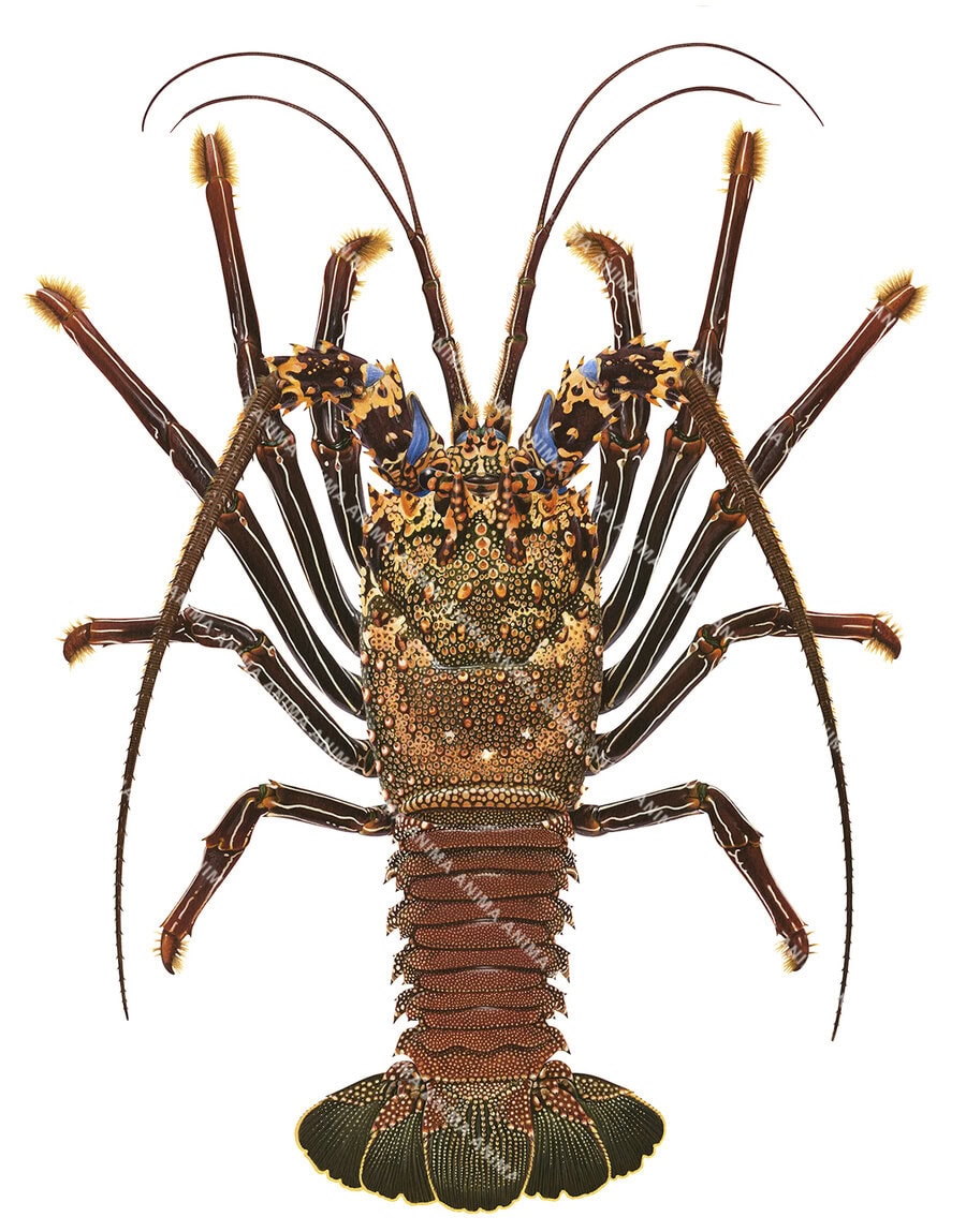 A detailed, accurate illustration of the Doublespined Rock Lobster on white background displaying its legs and tail, dorsal vue, brown carapace with dark green tail with tiny white spot all over the body.