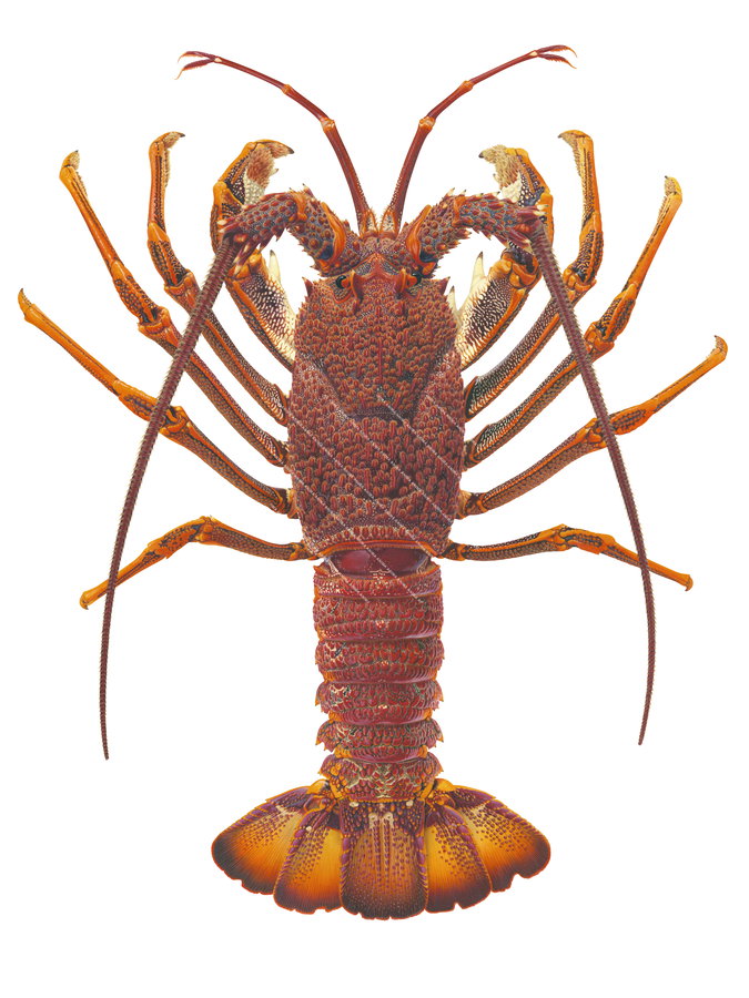Stunning Fine Art print of the Southern Rock Lobster by Roger Swainston on archival paper and pigment ink.