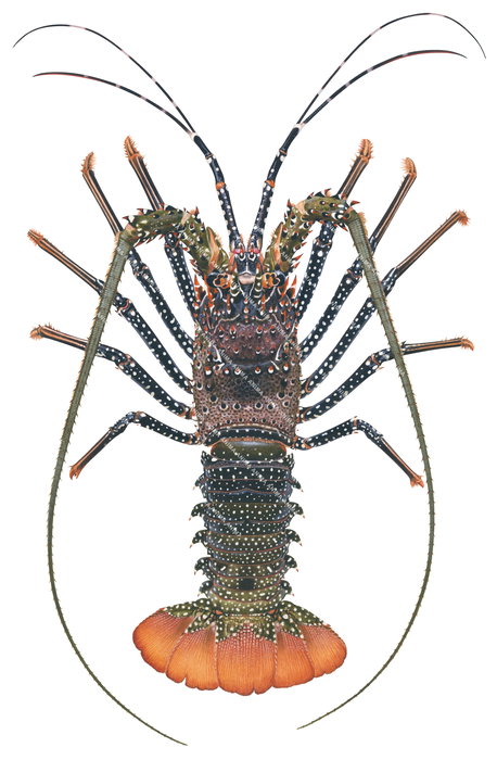A detailed illustration of the spotted Rock Lobster  with its legs raised, displayed against a white background. The Rock Lobster has a broad, spiny carapace, dark green and brown colour with white spots.