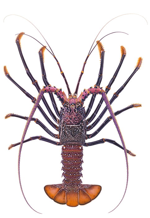 An accurate illustration of of Whitewhiskered Rock Lobster from Marquesas on white background and dorsal view.