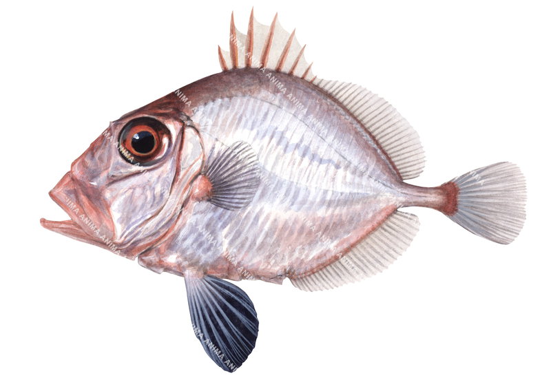 An accurate illustration of the Rosy Dory on white background with its elongate oval body, large head, large eye. It has a black colour ventral fin and a silvery-pink body colour.