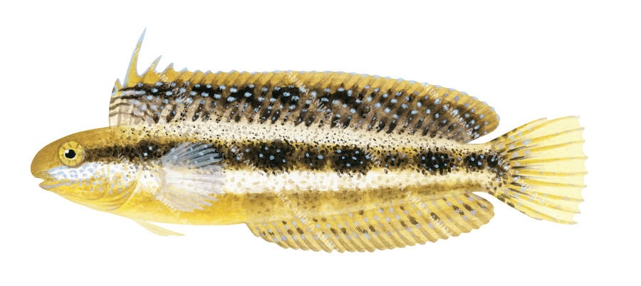 fish illustration of the Brown Sabretooth Blenny, Petroscirtes lupus by roger swainston