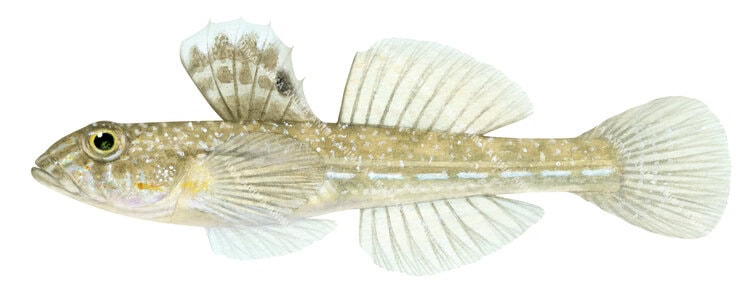 A Fish illustration of the Opalescent Sandgoby on white background, side view  with muddy colouring.