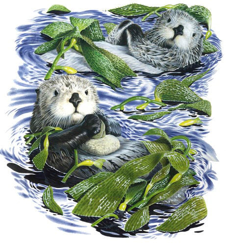 Sea Otter, floating