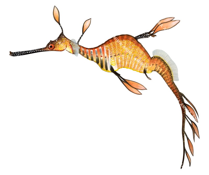 An accurate illustration of the Common Seadragon,Phyllopteryx taeniolatus showing the fish in profile on white background. The illustration emphasizes naturalistic colouring and fine anatomical detail.