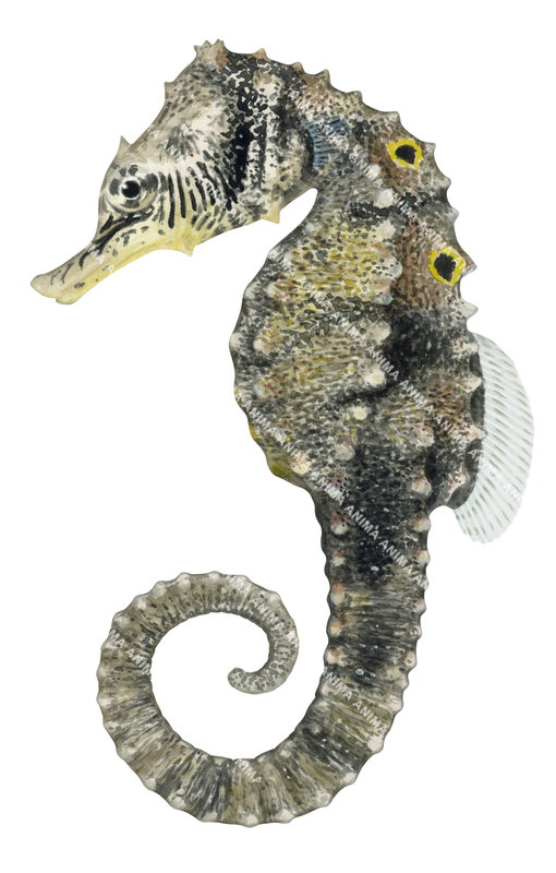 A close-up illustration of a False-eye Seahorse,Hippocampus biocellatus with a curled tail spiny textured body, and short snout. The seahorse has brown, white, and yellow colouring. 