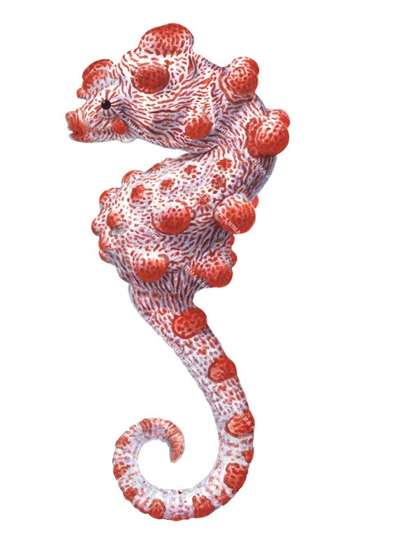 Superb Fine Art print of the Pygmy Seahorse by Roger Swainston