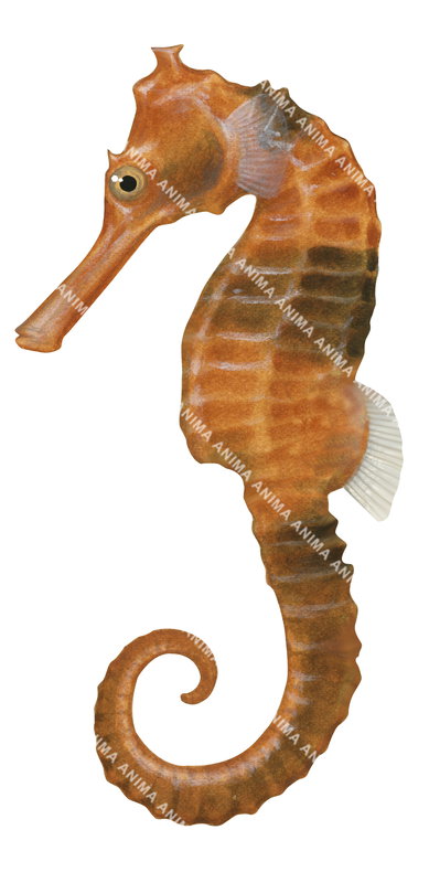 accurate illustration of the Spotted Seahorse on white background, side view, mostly brown and orange colouring.
