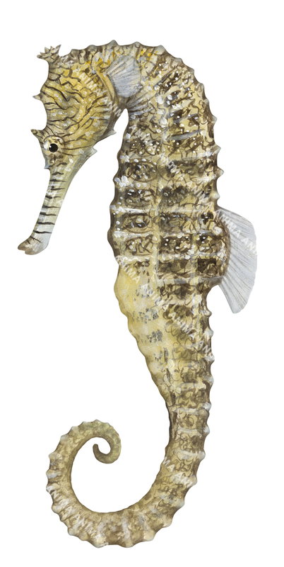A realistic Western Spiny Seahorse,Hippocampus angustus with a curled tail, shown in profile with a  bumpy body with mottled brown, beige, and white colouring, along with small crown-like protrusion on its head .