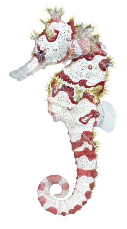Scientific illustration of a Winged Seahorse,Hippocampus alatus with a curled tail, shown in profile against a white background.