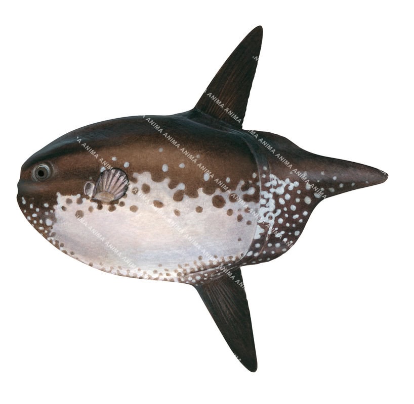 Illustration of a juvenile Sharptail Sunfish, Masturus lanceolatus, side view with a brown and white body and a long, straight fin.