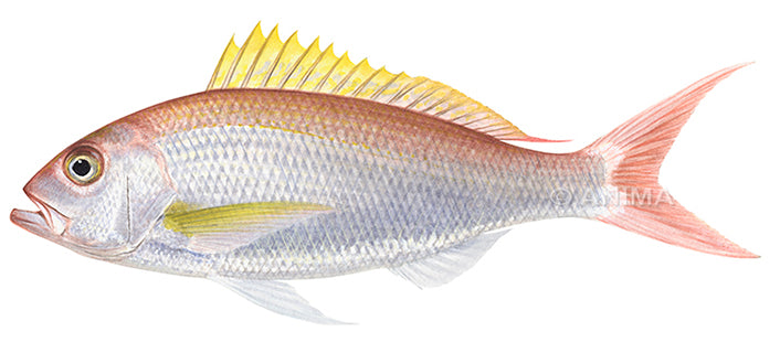Realistic painting of the Sharptooth Snapper by artist Roger Swainston