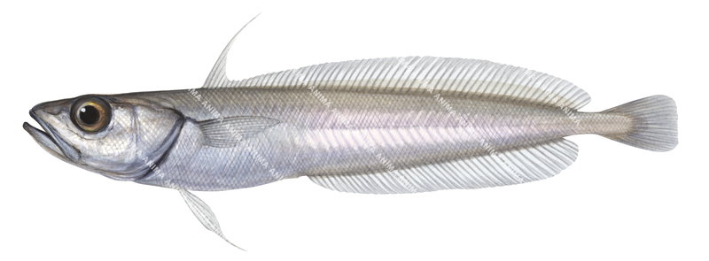 A scientific illustration of the Slender Cod,Halargyreus johnsonii,lateral view, colourful.