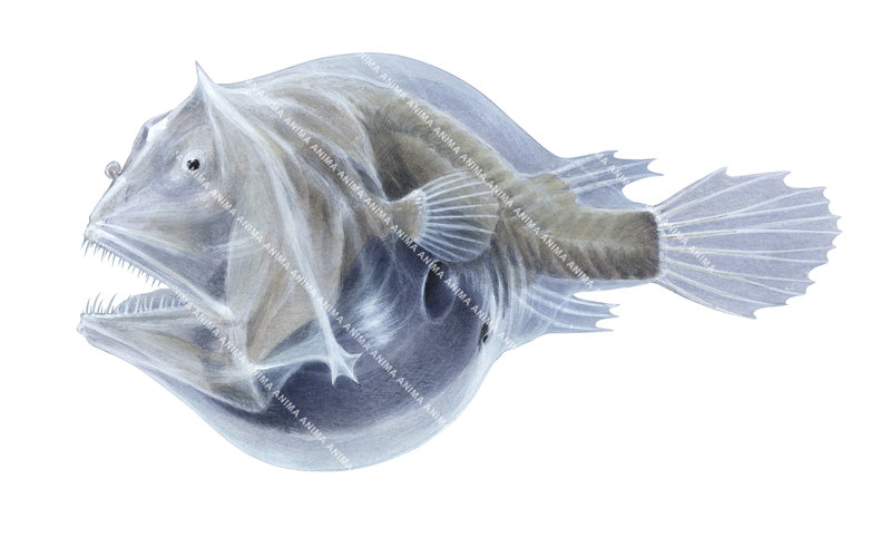 A accurate illustration of the Soft Leftvent Angler on white background, side view. This fish has an extremely large mouth and no pigment in the skin.