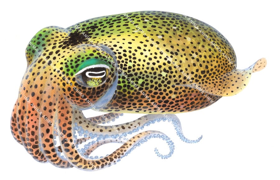 Fine Art print of the gorgeous Dumpling Squid by Roger Swainston