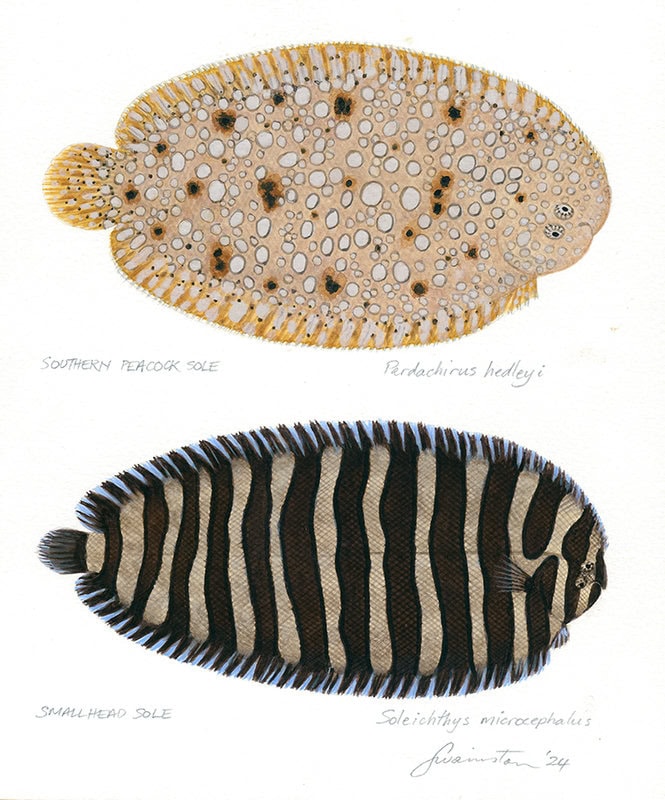 Southern Peacock Sole and Smallhead Sole-Original