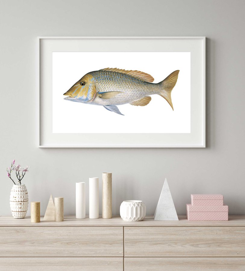 Framed Fine Art print of the Spangled Emperor by Roger Swainston