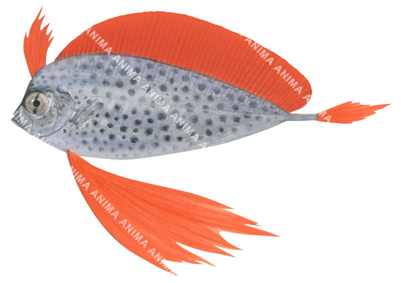 Spotted Ribbonfish, Desdemona polystictum,Juv.|Scientific illustration
