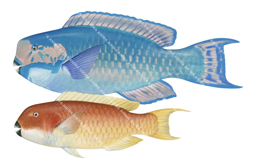 Detailed fish illustration of the Male and Female Steephead Parrotfish side view on white background.