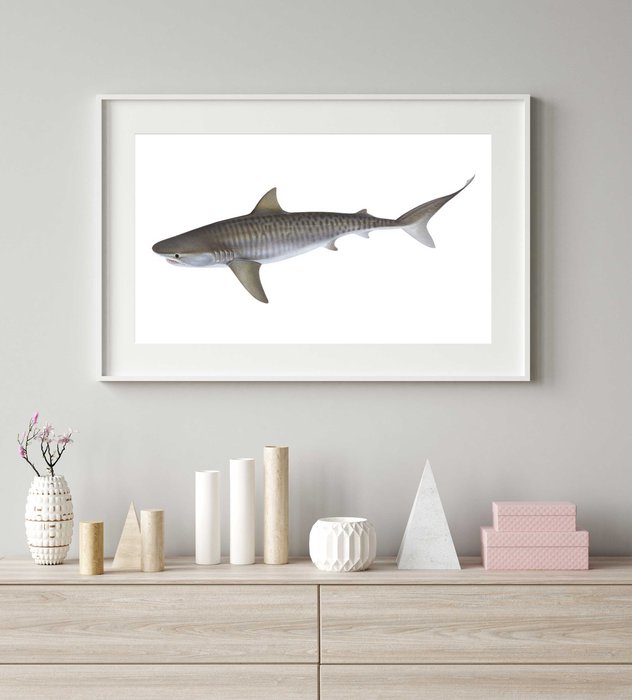 FramedSuperb Fine Art print of the Tiger Shark by Roger Swainston