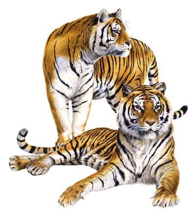 Stunning Fine Art print of the couple of Tigers by Roger Swainston