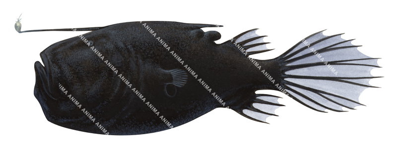 Scientific illustration of the Triplewart Seadevil,Cryptopsarus couesii on white background, side view, its esca is in the form of a fleshy globe with simple filaments.