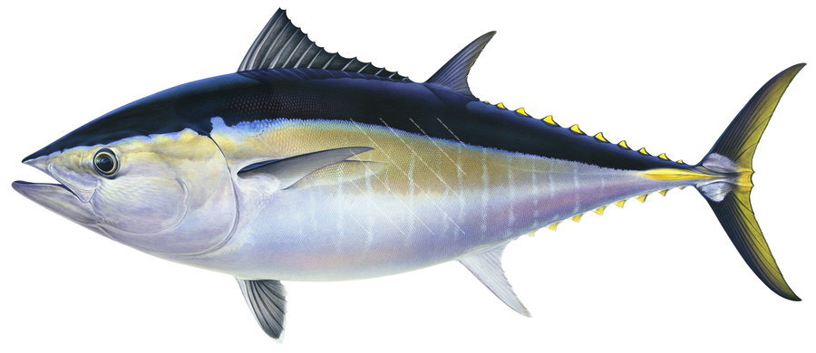 Magnificent museum quality print of the Southern Bluefin Tuna, several sizes by Roger Swainston