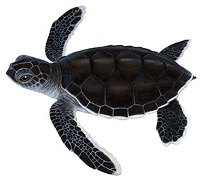 Fine Art print of the gorgeous Green Turtle signed by Roger 