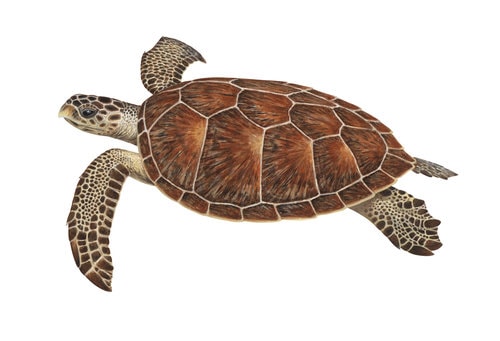 Fine Art print of the Hawksbill Turtle by Roger Swainston