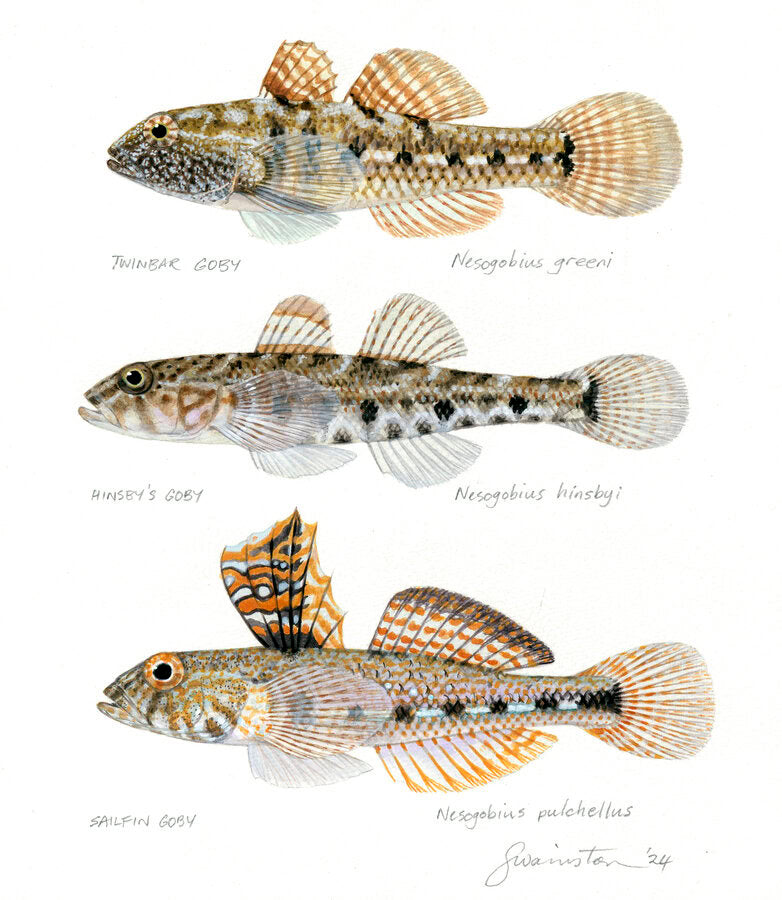 Scientific Illustration of Twinbar, Hinsby's, Sailfin Gobies, three different types of gobies fish their body are small with mottled brown, beige, and white colouring on a white background.