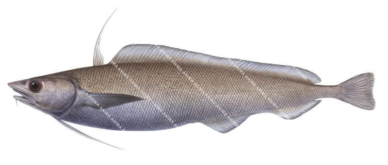 An accurate illustration of the Violet Cod,Antimora rostrata,side view, colourful.