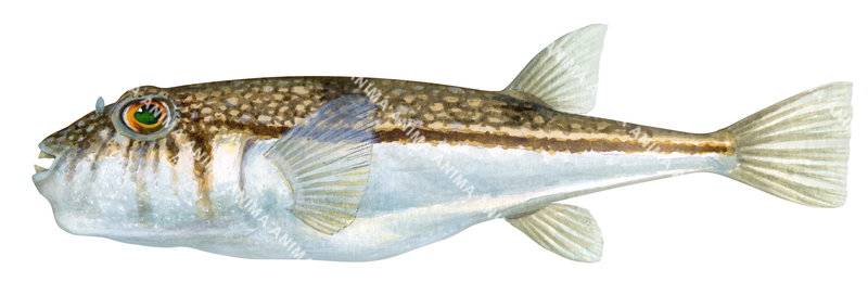 A accurate illustration of the Weeping Toadfish, side view on white background with  mottled brown on the top and silver belly.