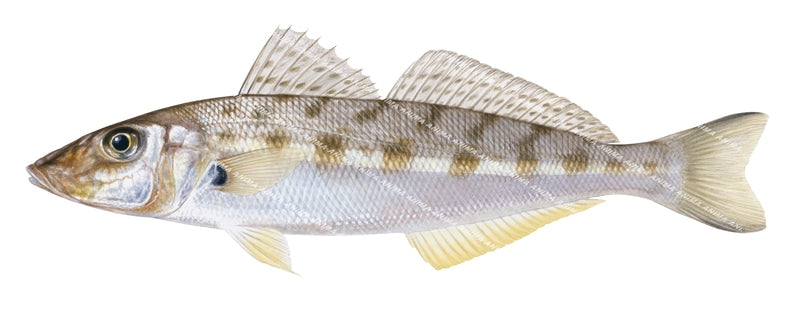 Beautiful Fine Art print of the Western Trumpeter Whiting by Roger Swainston