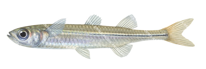 Fish illustration of a Western Hardyhead,Leptatherina wallacei shown in profile against a white background.