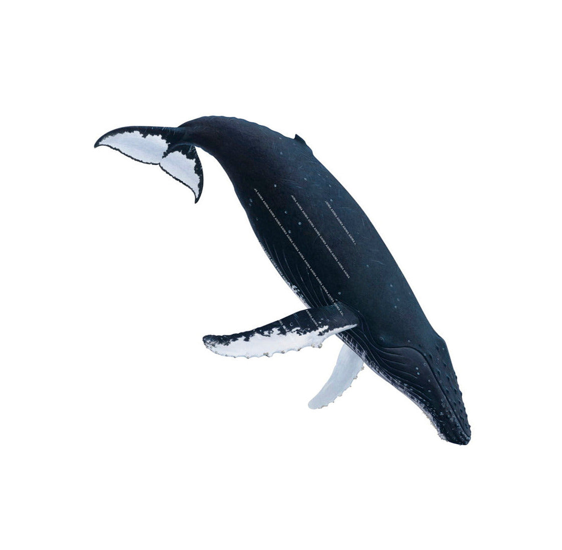 High quality print of the Humpback Whale by artist Roger Swainston